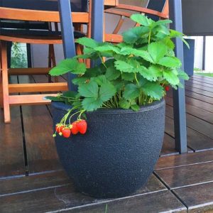 ΓΛΑΣΤΡΑ ΚΑΣΠΩ RUMBA SMALL 30x27cm - Image 3