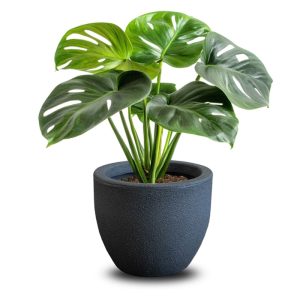 ΓΛΑΣΤΡΑ ΚΑΣΠΩ RUMBA SMALL 30x27cm - Image 4