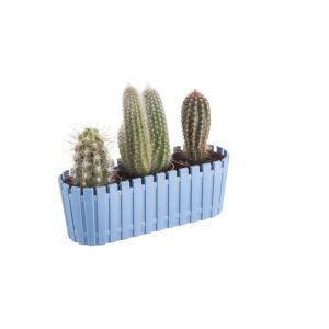 ΓΛΑΣΤΡΑΚΙ AKASYA CACTUS ΟΒΑΛ FRESH 18cm AKT55-PM 18x6x6cm - Image 1