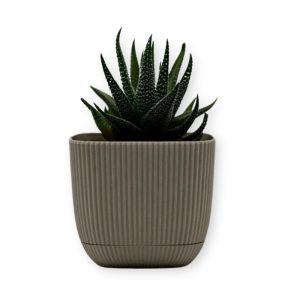ΓΛΑΣΤΡΑKI ΓΙΑ ΚΑΚΤΑΚΙ ΤΕΤΡΑΓΩΝΟ CORAL No383 1.8L 15x15x13cm ΜΕ ΠΙΑΤΟ - Image 1