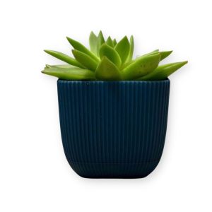 ΓΛΑΣΤΡΑKI ΓΙΑ ΚΑΚΤΑΚΙ ΤΕΤΡΑΓΩΝΟ CORAL No383 1.8L 15x15x13cm ΜΕ ΠΙΑΤΟ - Image 4