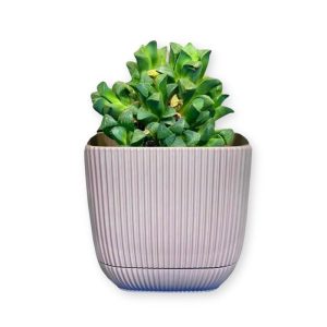 ΓΛΑΣΤΡΑKI ΓΙΑ ΚΑΚΤΑΚΙ ΤΕΤΡΑΓΩΝΟ CORAL No383 1.8L 15x15x13cm ΜΕ ΠΙΑΤΟ - Image 5